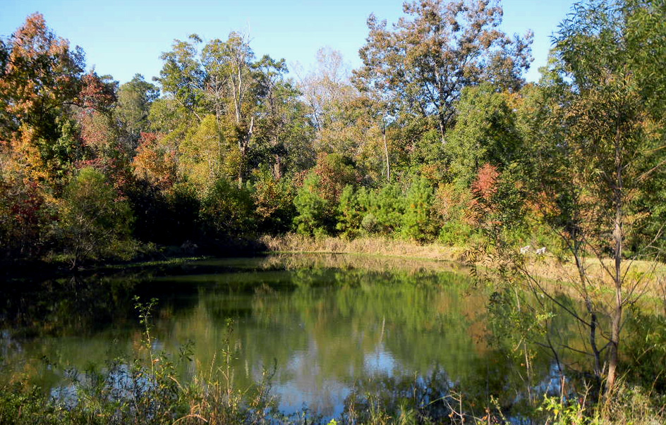 Gaze over our pond and stroll around our gardens